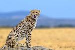 Cheetah_40