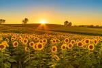 Sunflower_Field_18