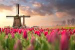 Colorful_Tulips_22