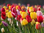 Colorful_Tulips_26