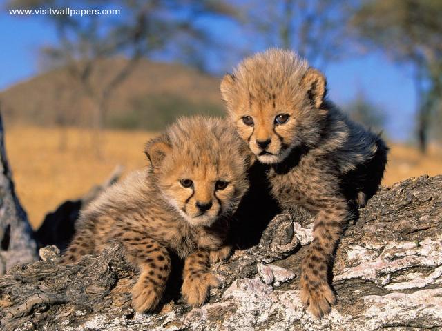 Cheetah_Cubs_Africa