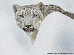 Snow_Leopard_in_Storm