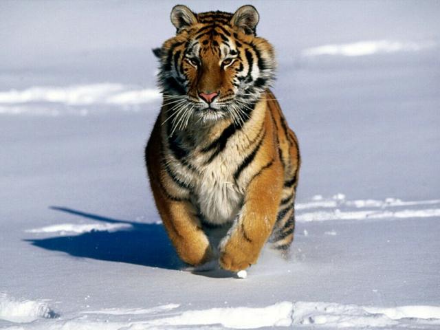Tiger_10