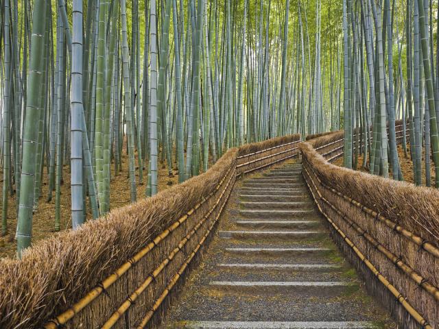 Bamboo Lined Path, Adashino Nembutsu-ji Temple, Kyoto, Japan