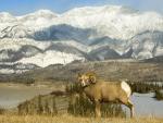 Bighorn Sheep Ram, Jasper National Park, Alberta