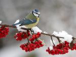 Blue Tit Perched on Cotoneaster Bush, Leicestershire, England