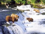 Brown Bears Fishing, Brooks River, Katmai National Park, Alaska
