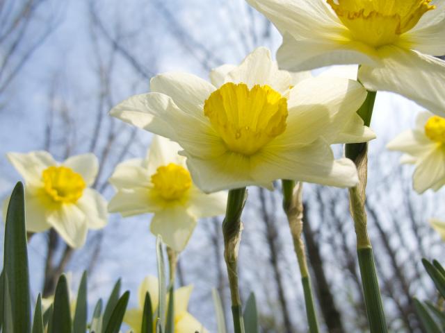 s Eye View of Daffodils, Ohio