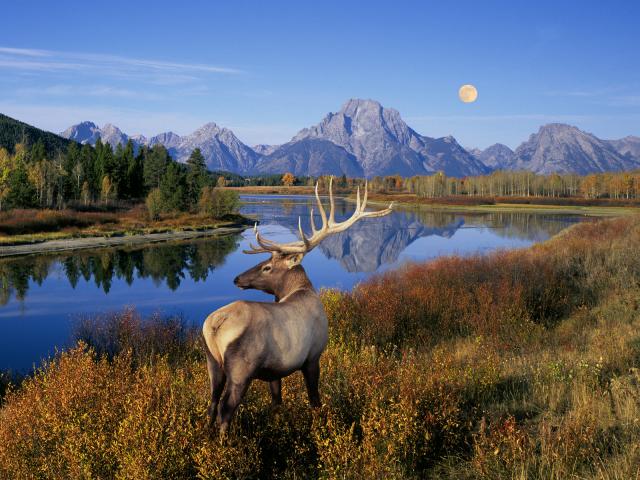 Bull Elk Standing on Banks of Snake River, Grand Teton National Park, Wyoming