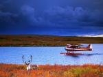 Caribou and Float Plane, Thelon River, Northwest Territories
