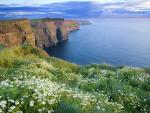 Daisies Along the Cliffs Of Moher, County Clare, Ireland