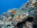 Pair of Green Sea Turtles, Hawaii
