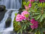 Rhododendrons Along a Waterfall, Crystal Springs Garden, Oregon