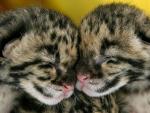 Seven-Day-Old Clouded Leopard Cubs, Khao Keow, Thailand
