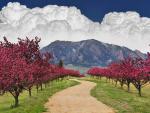 Spring Trail, Cherry Blossoms, Flatirons, Boulder, Colorado
