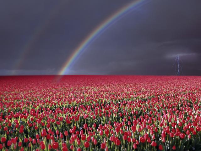 Storm Over Tulip Fields, Near Rutten, Flevoland, Netherlands
