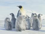 Watching Over Penguin Chicks, Antarctica