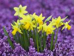 Yellow Daffodils in Purple Heather, Germany