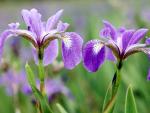 Blue Flag Irises