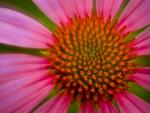 Close-Up of a Purple Coneflower, Tennessee