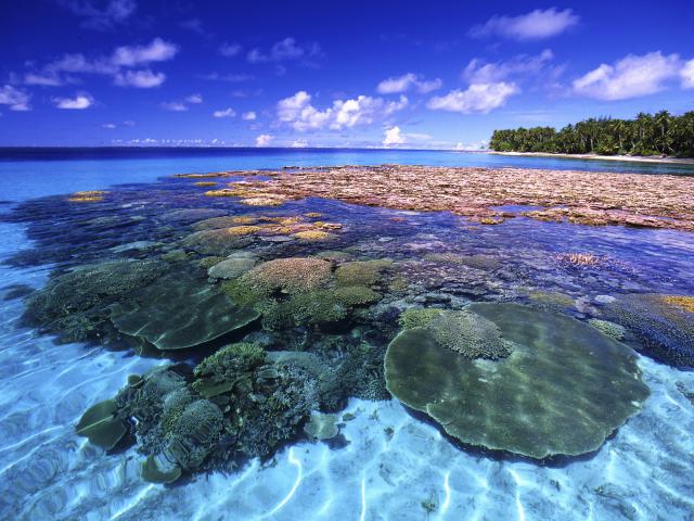 Coral Reef, Marshall Islands, Majuro Atoll