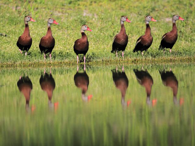 Black-Bellied Whistling Ducks, Texas