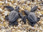 s Ridley Turtle Hatchlings, Tamaulipas, Mexico