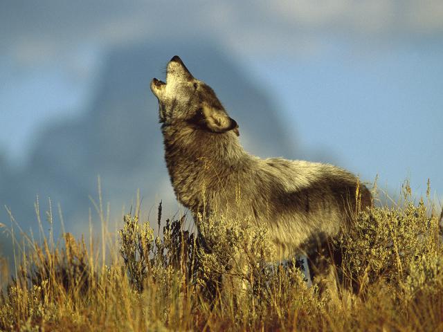Timber Wolf, Teton Valley, Idaho