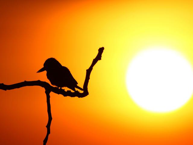 Woodland Kingfisher at Sunrise, Phanda Private Game Reserve, South Africa