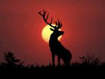 Bull Elk Sillouette at Sunset