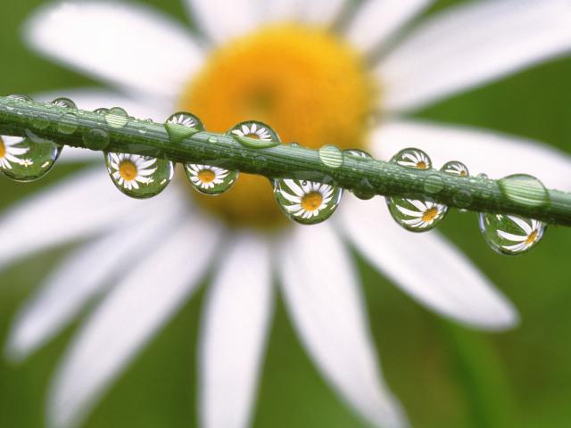 Daisies in the Dewdrops