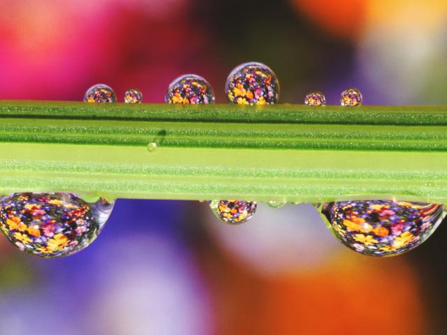 Delicate Dewdrops