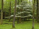Dogwood Tree Cades Cove Great Smoky Mountains National Park Tennessee