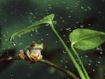 Rain Shelter Red-Eyed Tree Frog