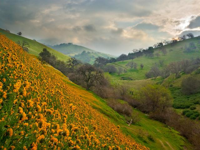 Softly Spring Fiddlenecks Bakersfield California