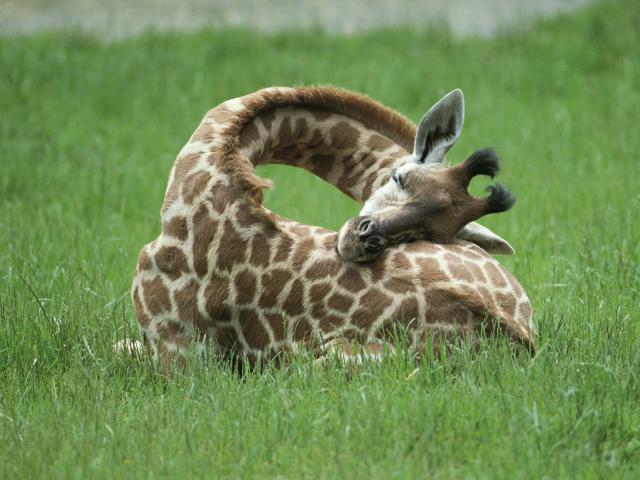 Afternoon Nap, Giraffe, Botswana