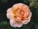 Blooming Rose, New York