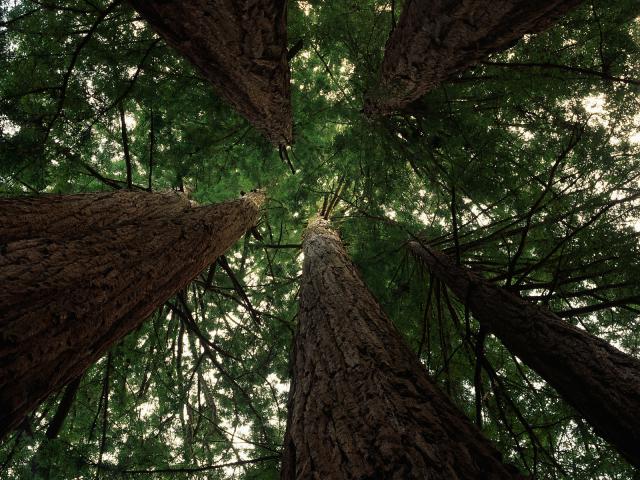 Coastal Redwoods, Big Basin Redwoods State Park, Near Santa Cruz, California