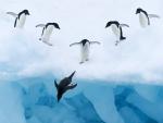 Jumping Adelie Penguins