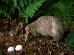 Kiwi Bird Watching Over Eggs New Zealand