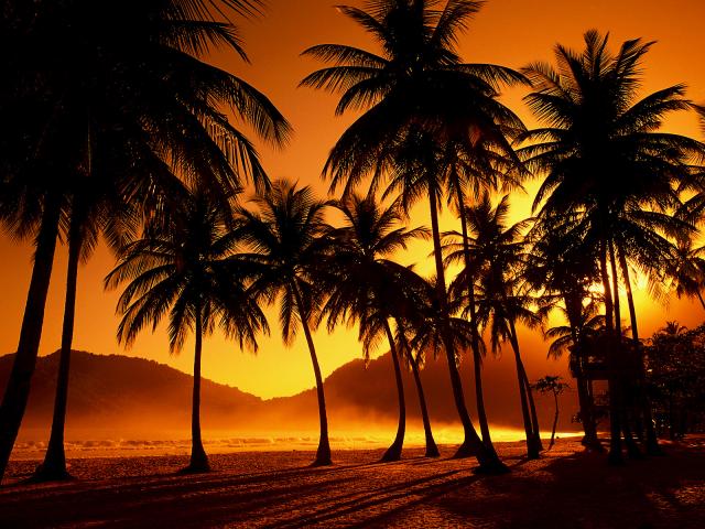 Palm Trees Trinidad and Tobago