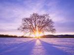 Winter Daybreak Hokkaido Japan