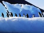 Adelie Penguins Antarctica