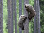 Brown Bear Cubs Climbing a Pine, Martinselkonen, Finland