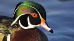 Close Up of Male Wood Duck (Aix Sponsa) Swimming on Lake