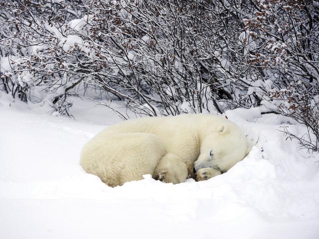 Resting Polar Bear in snow Hudson Bay Churchill Manitoba