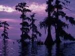 Swamp and Purple Sky Louisiana