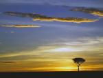 Single Acacia Tree at Sunrise Masai Mara Kenya