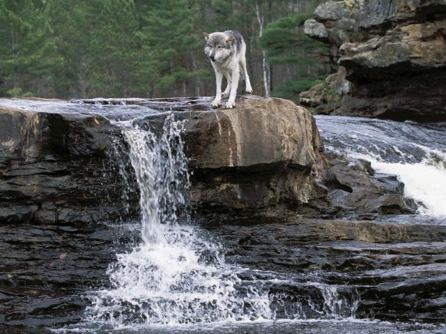 Grey Wolf Looking Down River, Minnesota