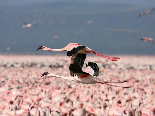 Lesser Flamingos in Flight, Kenya